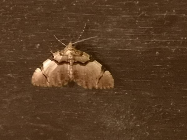Anticlea derivata  - Françoise Rauzieres (TGB-SSNTG)