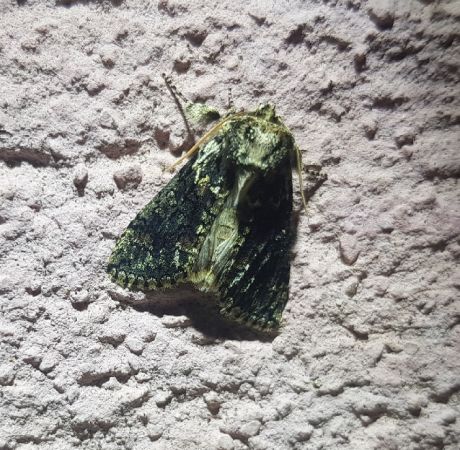 Polyploca ridens  - Thomas Lux