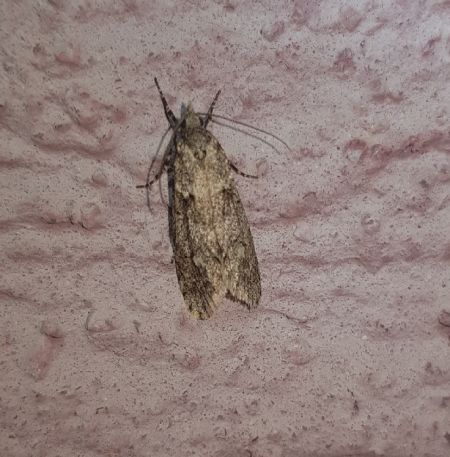 Diurnea fagella  - Thomas Lux