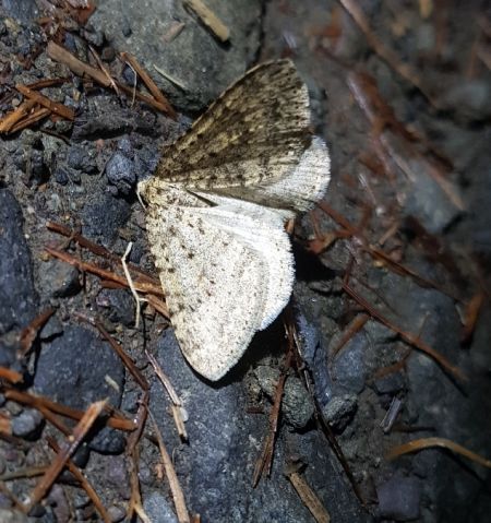 Colostygia multistrigaria  - Thomas Lux