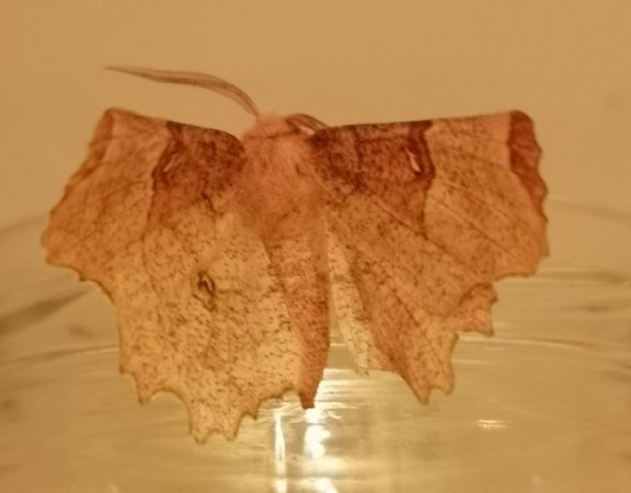Selenia lunularia  - Françoise Rauzieres (TGB-SSNTG)