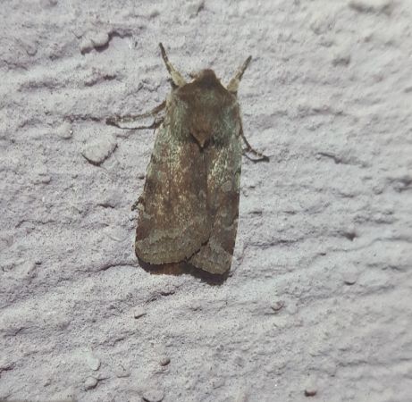 Cerastis rubricosa  - Thomas Lux