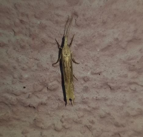 Ypsolopha mucronella  - Thomas Lux