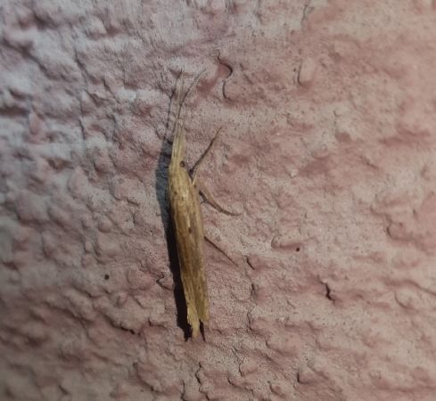 Ypsolopha mucronella  - Thomas Lux