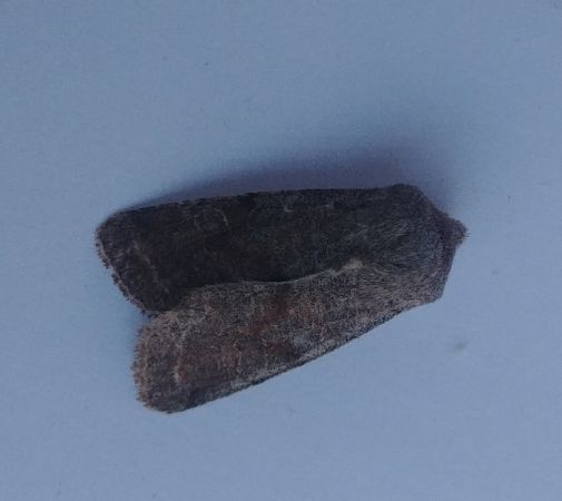 Orthosia incerta 