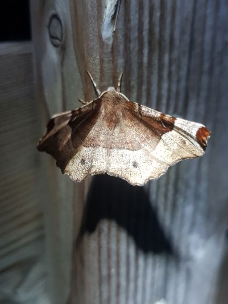 Selenia tetralunaria  - Thomas Lux