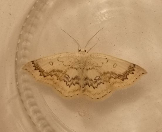 Cyclophora annularia  - Françoise Rauzieres (TGB-SSNTG)