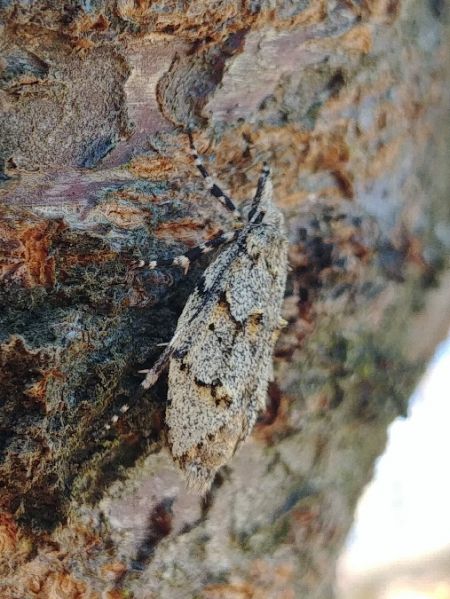 Diurnea fagella 