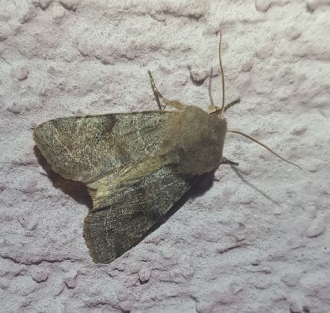Orthosia incerta  - Thomas Lux
