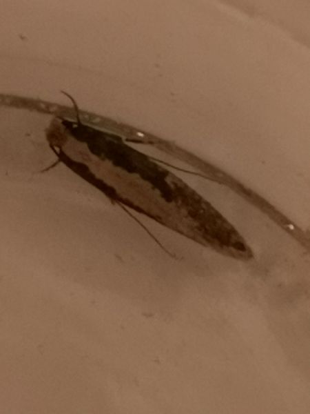Monopis crocicapitella  - Françoise Rauzieres (TGB-SSNTG)