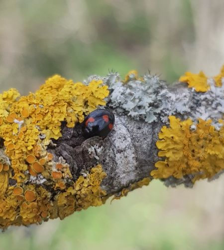 Exochomus quadripustulatus  - Thomas Lux