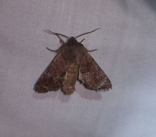 Cerastis rubricosa  - Thomas Lux