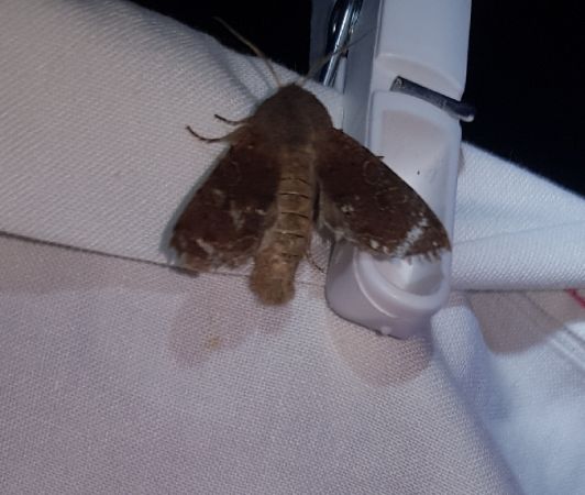 Cerastis rubricosa  - Thomas Lux