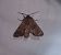 Cerastis rubricosa  - Thomas Lux