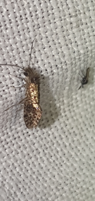 Dyseriocrania subpurpurella  - Melchior Viallet
