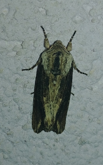 Egira conspicillaris 