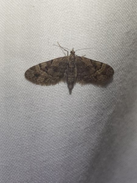 Eupithecia lanceata  - Thomas Lux