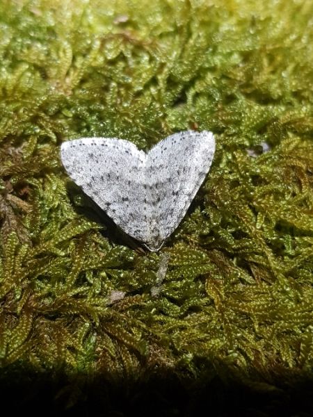 Colostygia multistrigaria  - Thomas Lux