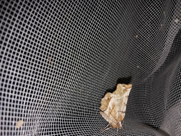 Selenia dentaria  - Sylvain Lethuillier