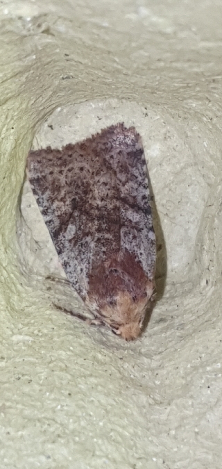 Conistra staudingeri  - Melchior Viallet