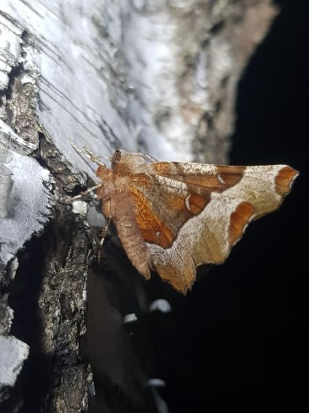 Selenia tetralunaria  - Thomas Lux