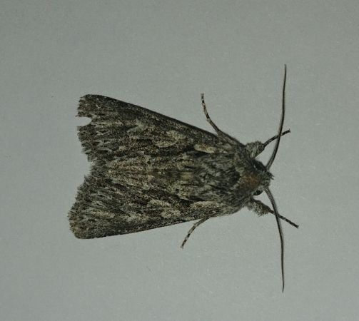 Xylocampa areola 