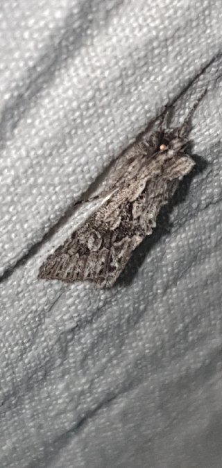 Xylocampa areola  - Melchior Viallet