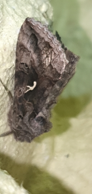 Gamma  - Melchior Viallet