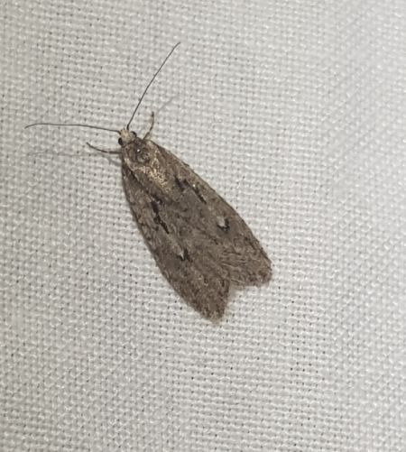 Semioscopis avellanella  - Thomas Lux