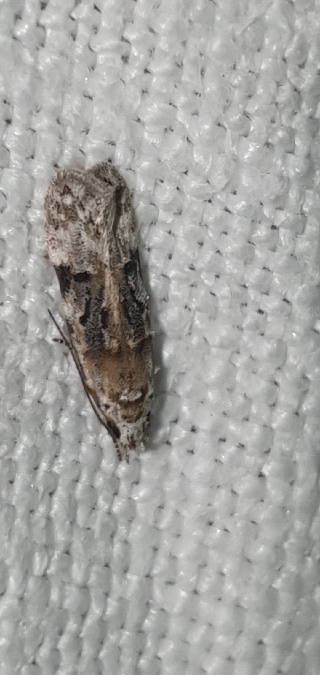 Altenia scriptella  - Melchior Viallet