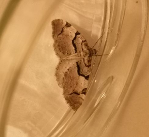 Anticlea derivata  - Françoise Rauzieres (TGB-SSNTG)