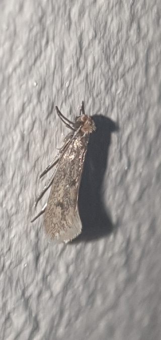 Tinea pellionella  - Melchior Viallet