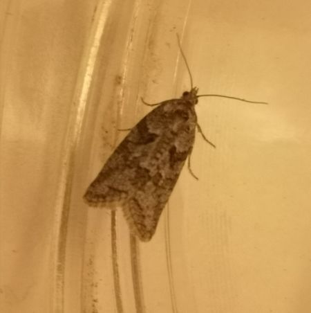 Cnephasia sp.  - Françoise Rauzieres (TGB-SSNTG)