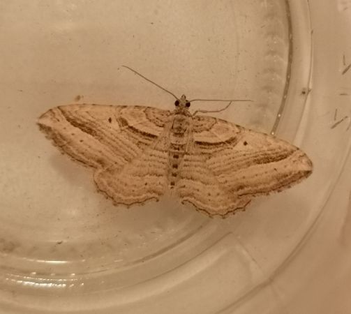 Costaconvexa polygrammata  - Françoise Rauzieres (TGB-SSNTG)