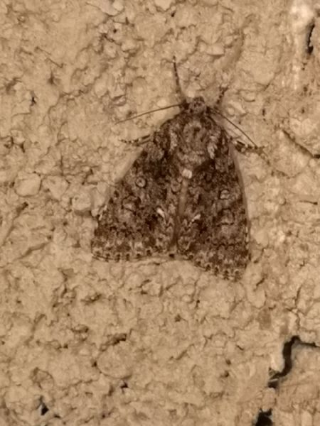 Noctuelle de la patience  - Françoise Rauzieres (TGB-SSNTG)