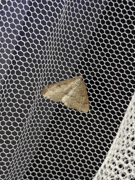 Aleucis distinctata  - Sylvain Lethuillier