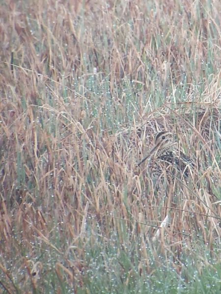 Doppelschnepfe  - Wolfgang Bühler