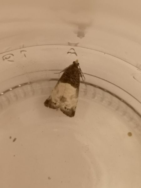 Notocelia cynosbatella  - Françoise Rauzieres (TGB-SSNTG)