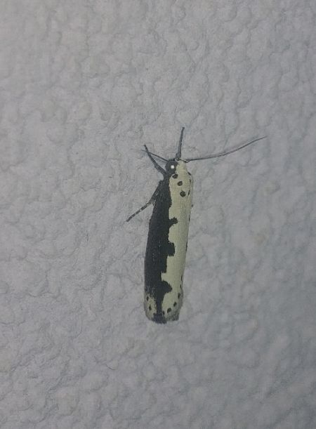 Ethmia bipunctella 