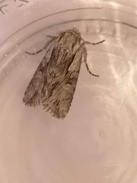 Actinotia hyperici  - Françoise Rauzieres (TGB-SSNTG)