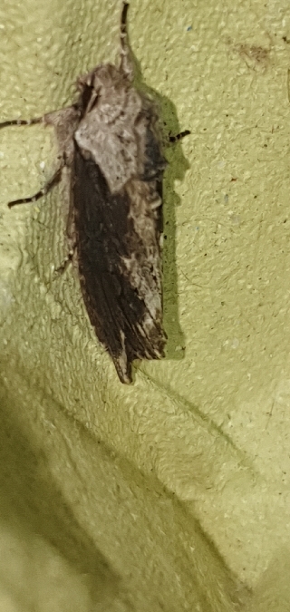 Egira conspicillaris  - Melchior Viallet