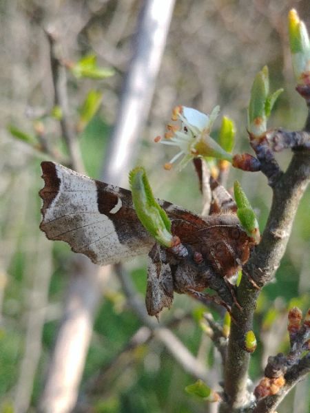 Selenia tetralunaria 