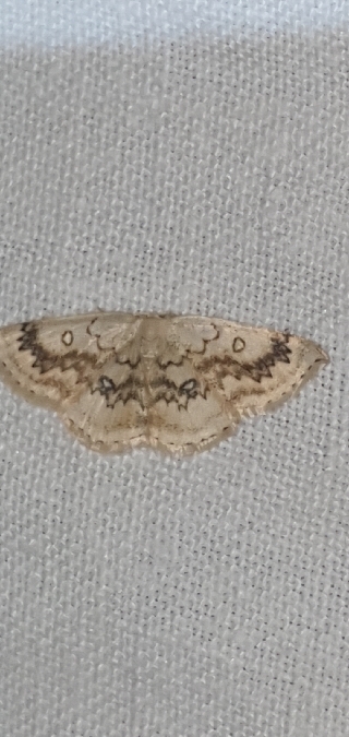 Cyclophora annularia  - Melchior Viallet