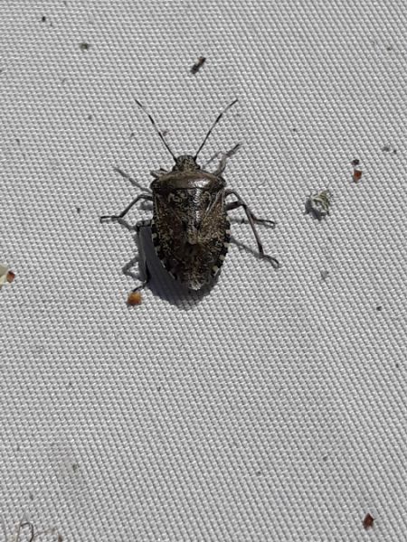 Rhaphigaster nebulosa  - Sylvain Lethuillier