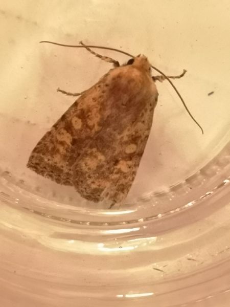 Conistra staudingeri  - Françoise Rauzieres (TGB-SSNTG)