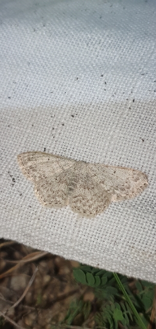 Scopula marginepunctata  - Melchior Viallet