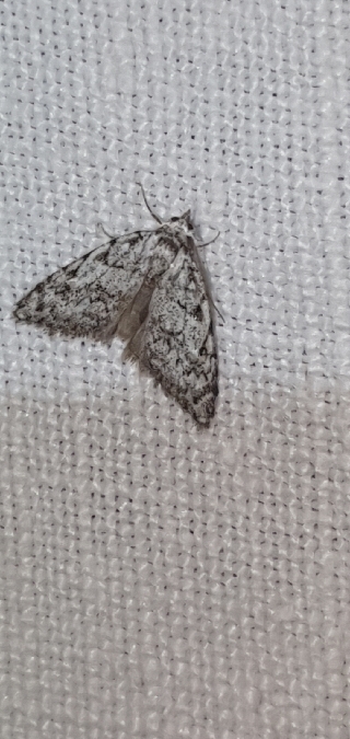 Nola cicatricalis  - Melchior Viallet