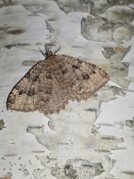 Triphosa dubitata  - Thomas Lux