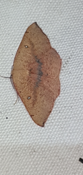 Cyclophora puppillaria  - Melchior Viallet