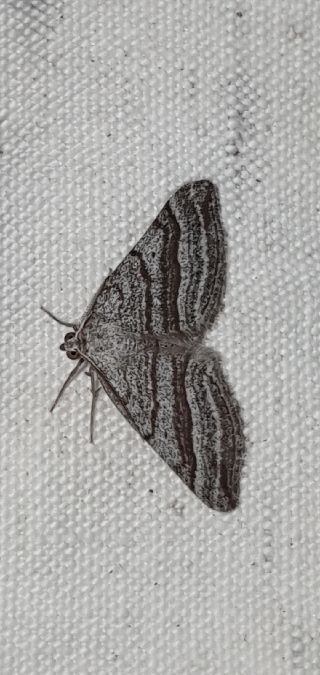 Scotopteryx coarctaria  - Melchior Viallet